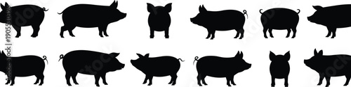 Pig silhouettes, farm animal vector, black white design, domestic livestock, cartoon style, posture icons, stock illustration, agriculture art, animal shapes