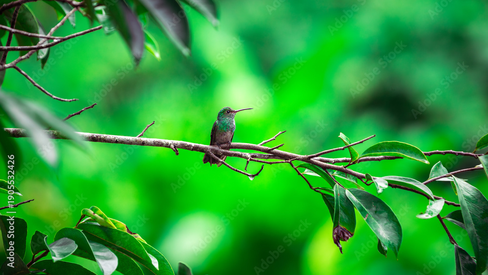 Naklejka premium Green little humming-bird (Trochilidae) sitting on a branch in Costa Rica
