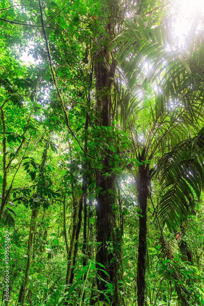 Fototapeta premium Beautiful rain forest in Mistico Park in Puentes Colgantes Arenal in Costa Rica