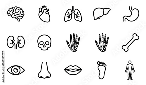 Collection of human anatomy line icons showing various organs and body parts like the brain, heart, lungs, skull, and skeleton in a minimalist black and white vector style