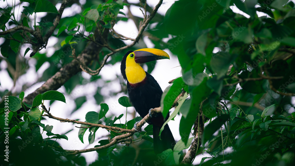 Naklejka premium Yellow-throated toucan (Ramphastos ambiguus) sits on a branch in Costa Rica