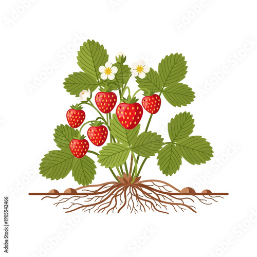 Strawberry Plant With Ripe Fruits and Visible Roots