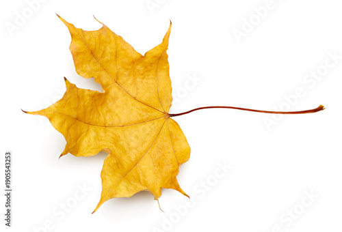 autumn leaf isolated on white background. clipping path