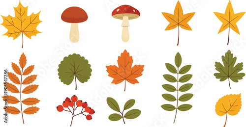 Collection of various autumn leaves and mushrooms on white background