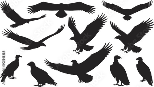Eagle, silhouettes, flying, landing, standing, poses, vector, set, black, birds, of, prey, wildlife, illustration, isolated, on, white, background, design, elements