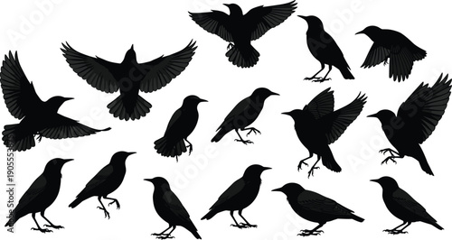 Collection of black bird silhouettes of crows and ravens in flight, perched, and standing poses, artistic wildlife illustration for design, education, nature, and creative projects