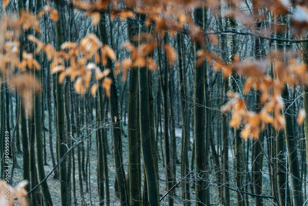 Fototapeta premium Mystical autumn forest with tree trunks and blurred orange foliage in the foreground