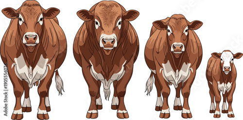 Collection of brown and white cattle including a bull a cow and a young calf for livestock farming and dairy ranching.
