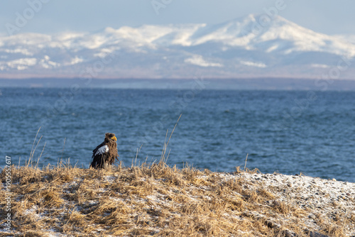 Wallpaper Mural 国後島を背景に佇むオオワシ Torontodigital.ca