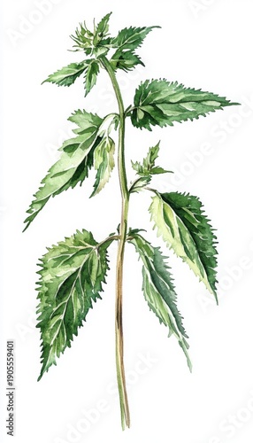 Beautiful illustration of a stinging nettle plant showcasing detailed green leaves and intricate stem structure