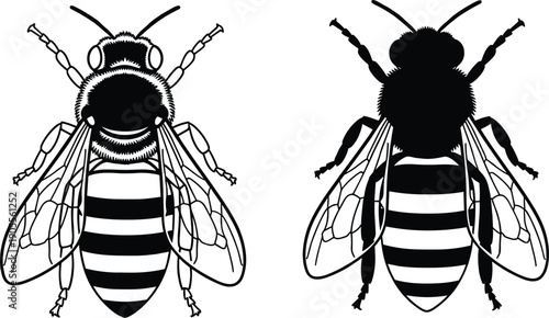   
Detailed bee illustration, silhouette insect design, honeybee vector art, entomology graphic element, black white insect drawing, scientific comparison, flat vector illustration