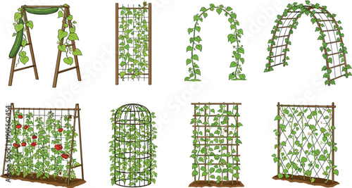 Climbing plants and garden trellis illustration set, vine supports arches pergola cucumber tomato vertical gardening system