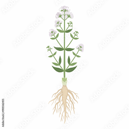Valerian herb with root system flat vector illustration isolated on white background