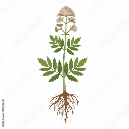 Medicinal valerian root and flower flat vector illustration on white background