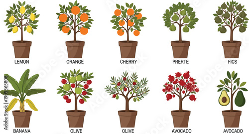 Potted fruit tree illustration set, lemon orange cherry pear fig banana olive pomegranate avocado garden plants collection