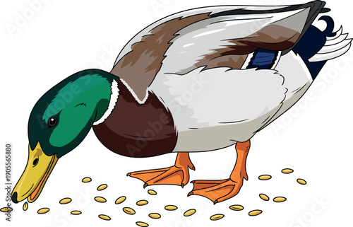 Male mallard duck with green head feeding on grain seeds in a detailed wildlife nature illustration for parks and agriculture designs.