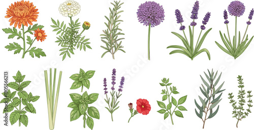 Set of flowers and herbs, botanical illustration collection, medicinal plants, lavender and rosemary, hand drawn floral elements isolated