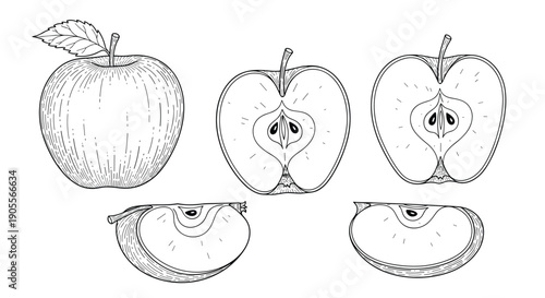Detailed black and white line art illustration showcasing a whole apple, a cross-section with core and seeds, and several apple slices.