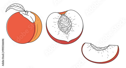 Three illustrations of peaches, depicting a whole fruit with a leaf, a half-cut peach revealing its pit, and a juicy bitten slice, set against a white background.