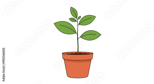 A small green plant with several leaves grows healthily in a terracotta pot filled with rich brown soil, depicted on a white background.