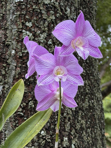 Orchids clinging to a tree, in full bloom, against a softly blurred background, is a natural depiction of epiphytic plants that emphasizes tropical beauty, botanical details.