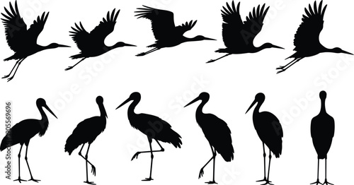 Collection of crane and heron bird silhouettes in flight and standing poses, wildlife illustration set for education, nature studies, design, and creative projects