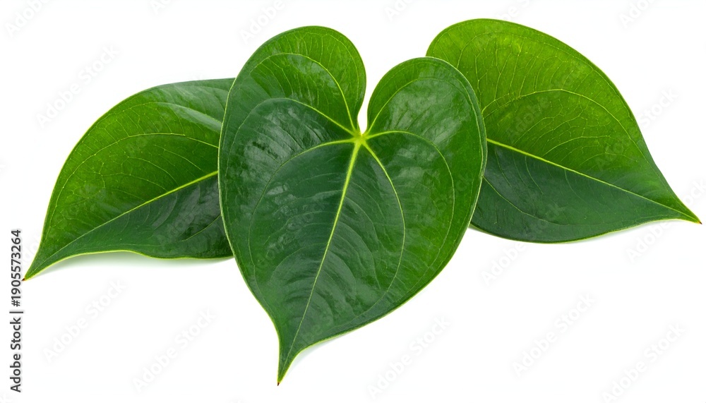 Obraz premium Three vibrant green, heart-shaped leaves are arranged closely together on a pure white background