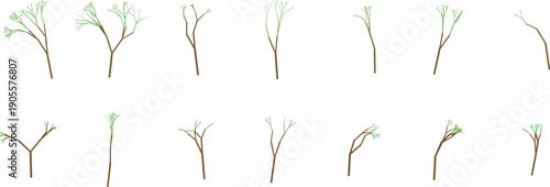 Sequence of tree growth stages