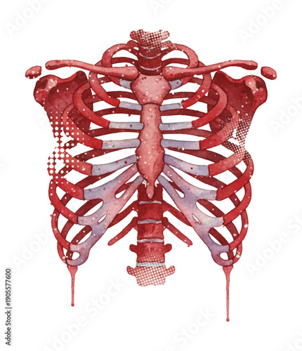 Red Human Rib Cage Watercolor Illustration Anatomical Detail on Black Background