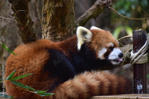 Photos 高知　動物県　四国　高知県立のいち動物公園　レッサーパンダ