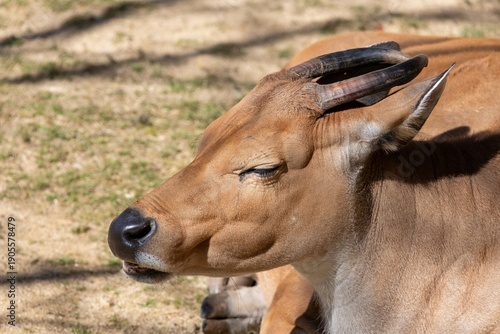 Foto Head shot of a banteng (bos javanicus) in captivity