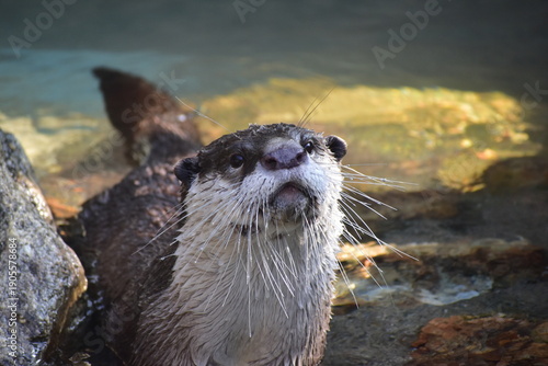 Εκτύπωση καμβά 高知　動物県　四国　高知県立のいち動物公園　カワウソ