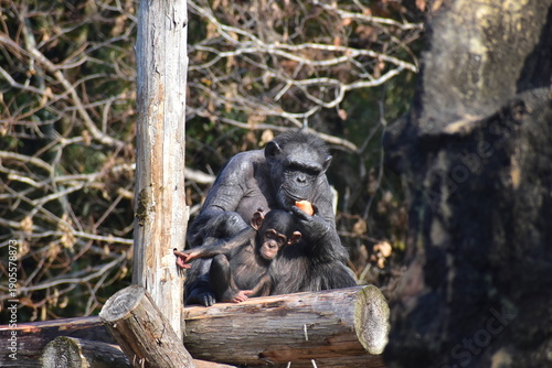 Vászonkép 高知　動物県　四国　高知県立のいち動物公園　サル　猿