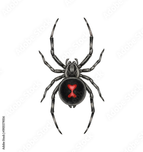 Black Widow Spider with Red Hourglass Marking Detailed Illustration Top View on Black Background