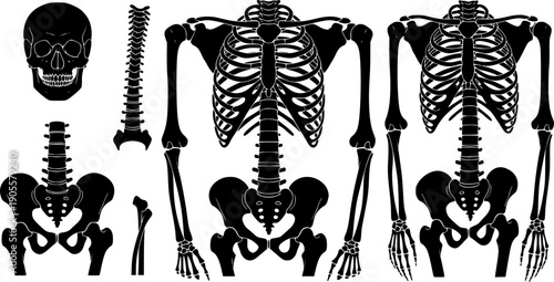 set of vector silhouettes of a skeleton