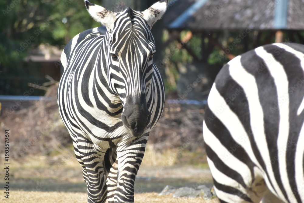 Naklejka premium 高知 動物県 四国 高知県立のいち動物公園 シマウマ ゼブラ