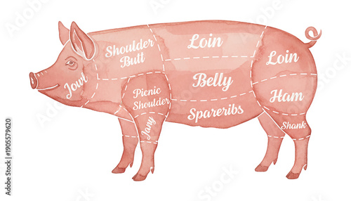 Watercolor pig butcher chart diagram displaying various meat cuts for culinary education and food preparation