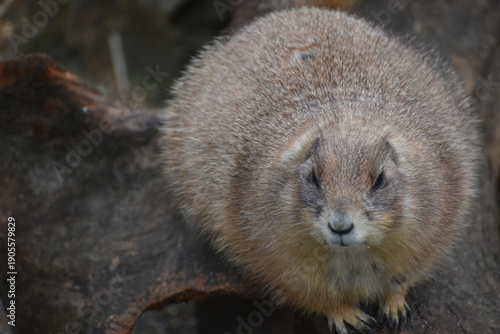 Photos 高知　動物県　四国　高知県立のいち動物公園　モルモット
