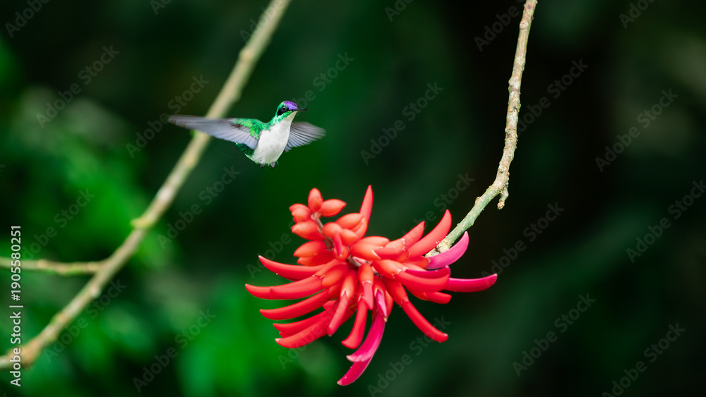 Fototapeta premium Flying humming-bird on a coral tree in Costa Rica