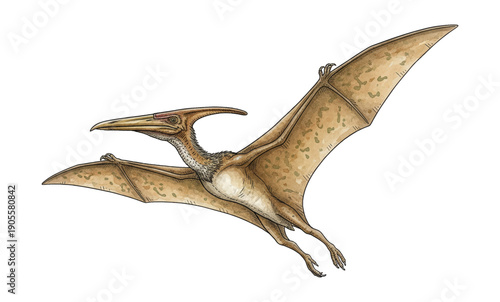 Pterodactyl flying with detailed textured wings an ancient prehistoric reptile illustration