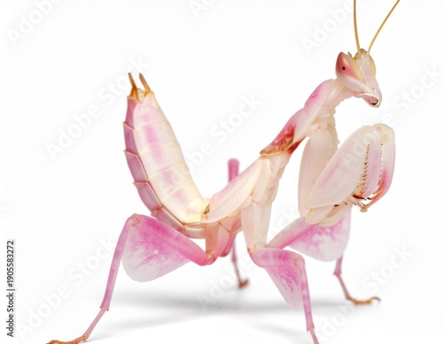 praying pink orchid mantis on white background