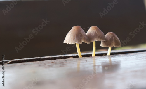 Small mushrooms growing unexpectedly from a wooden table surface. Minimalistic close-up with shallow depth of field, symbolizing fragility, impermanence, and nature reclaiming human-made environment.