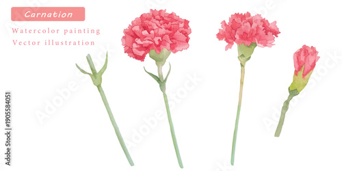 カーネーションの水彩ボタニカルベクターイラスト