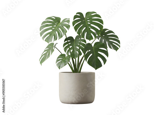 Moderne Monstera deliciosa