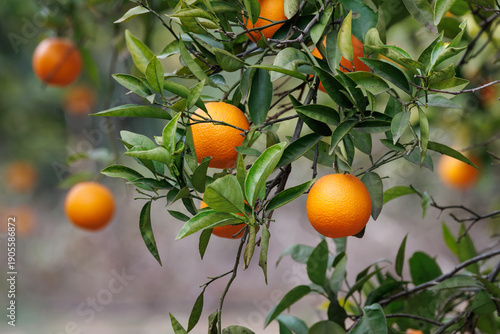 Fotografie Naranjas maduras en el árbol, Sellent, España