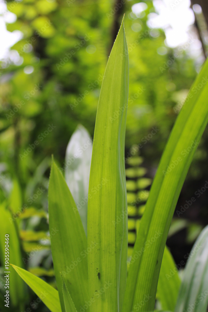 Fototapeta premium Close up image of pandan leaves