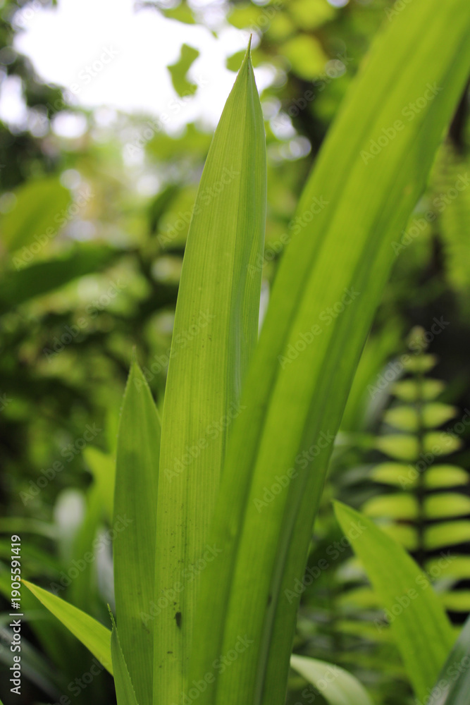 Fototapeta premium Pandan leaf background