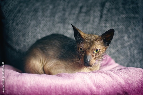 Cute Lykoi cat chilling on a sofa and looking away.. Horizontal image with soft focus.	