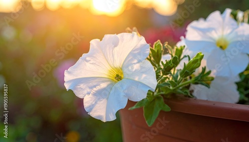 White petunia flowers in a brown pot bask in the golden light of the sun, soft bokeh background