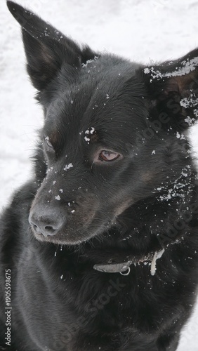 Wallpaper Mural black dog portrait Torontodigital.ca